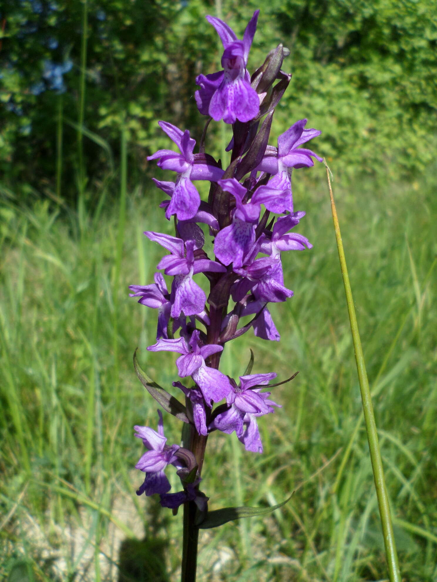 Image of Stately Dactylorhiza