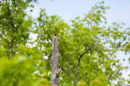 Image of Red-headed Woodpecker