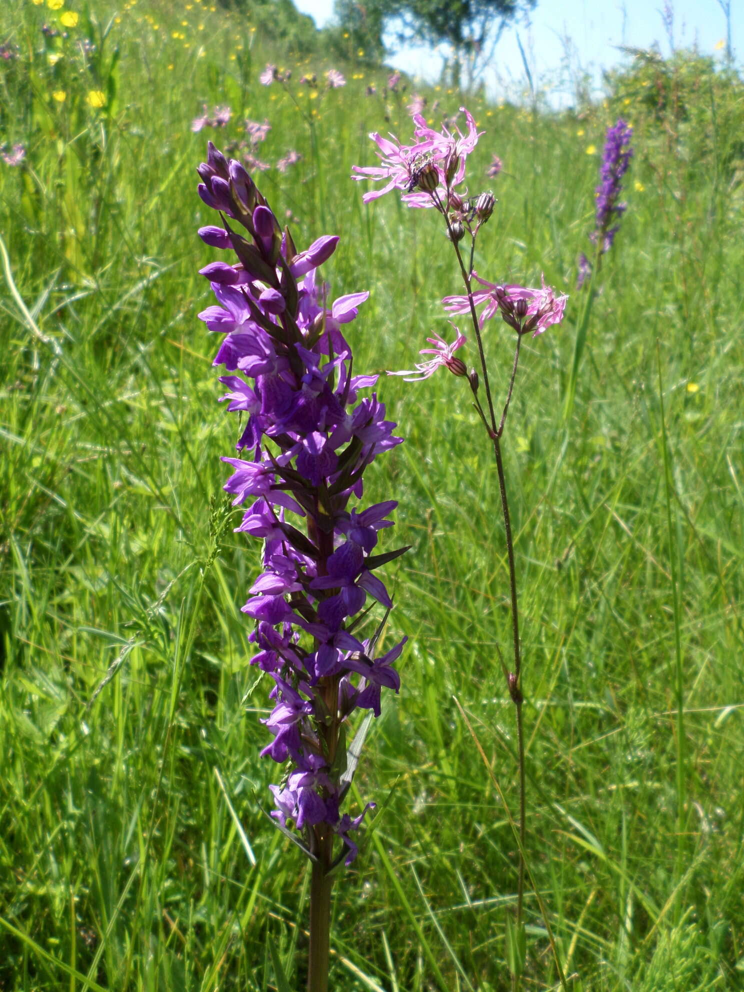 Image of Stately Dactylorhiza