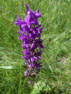 Image of Stately Dactylorhiza