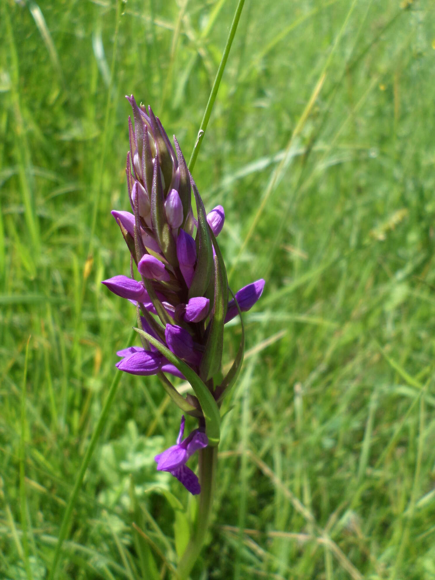 Image of Stately Dactylorhiza