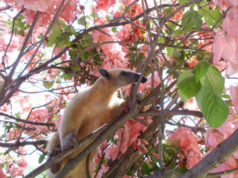 Image of Southern Tamandua