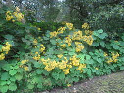 Image of velvet groundsel