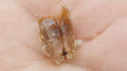 Image of Atlantic Awning Clam