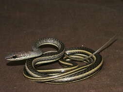 Imagem de Psammophis orientalis Broadley 1977