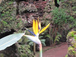 Image of Bird of paradise plant