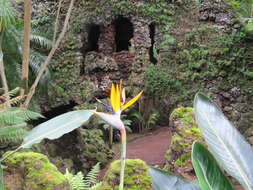 Image of Bird of paradise plant