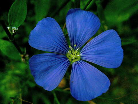 Image of Blue flax