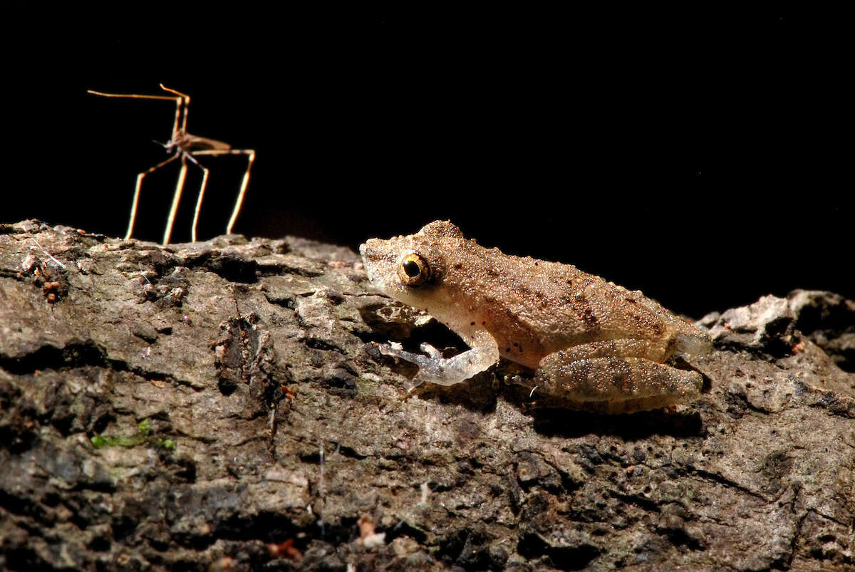 Image de Ololygon argyreornata (Miranda-Ribeiro 1926)