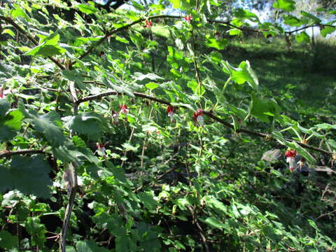 Image of canyon gooseberry