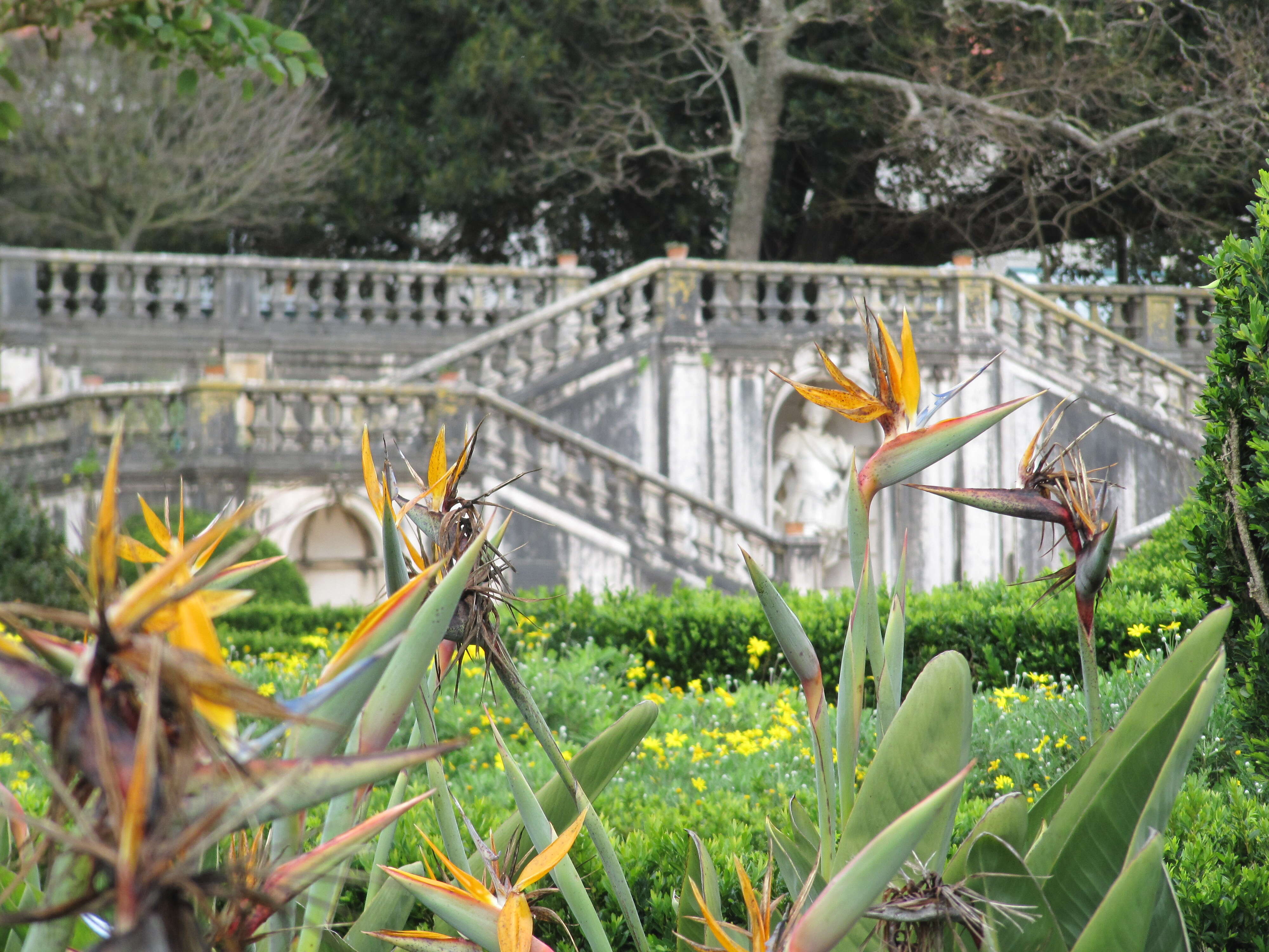 Image of Bird of paradise plant