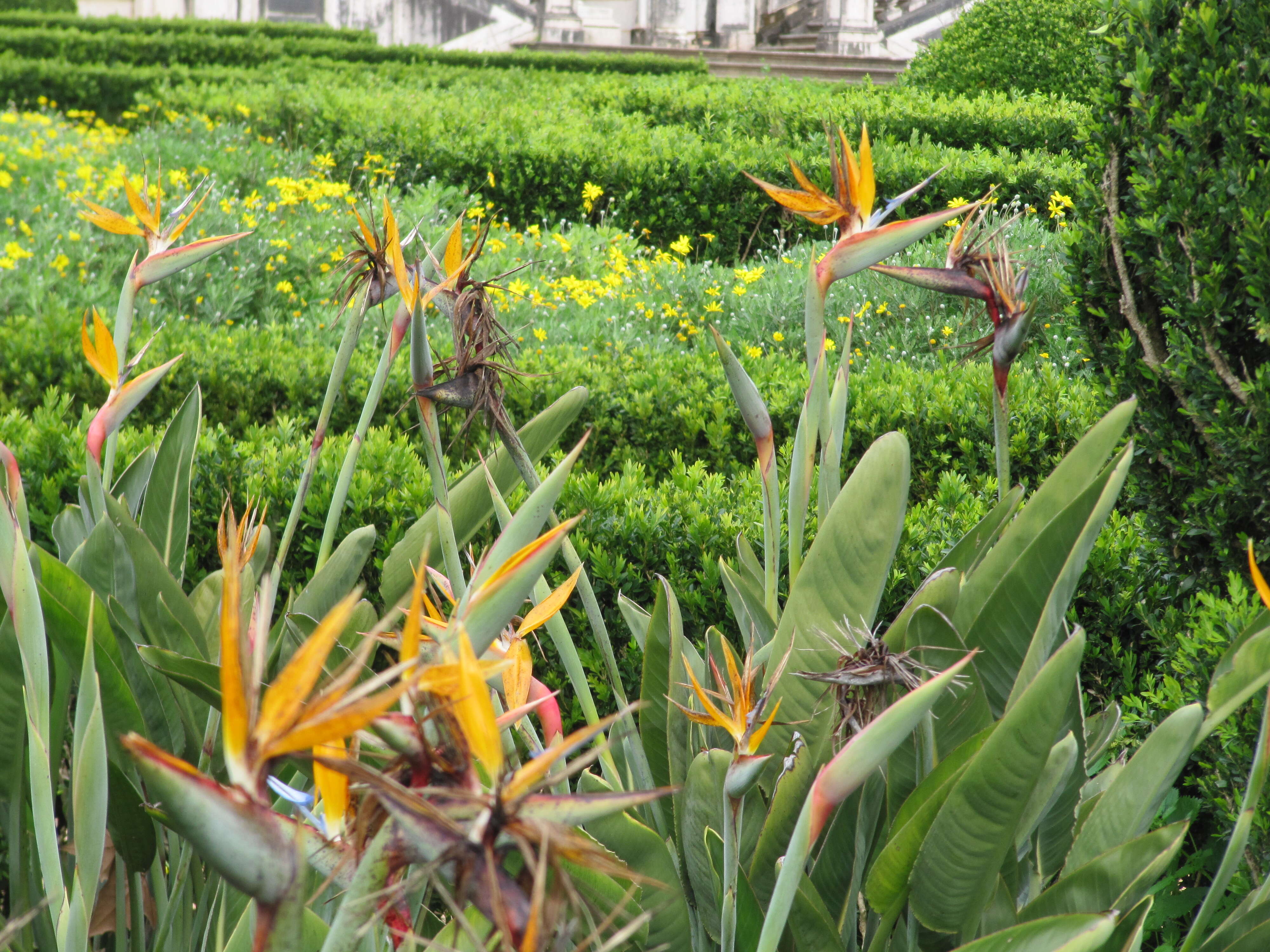 Image of Bird of paradise plant