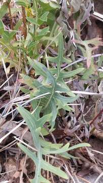 Image of Sonchus ustulatus subsp. ustulatus