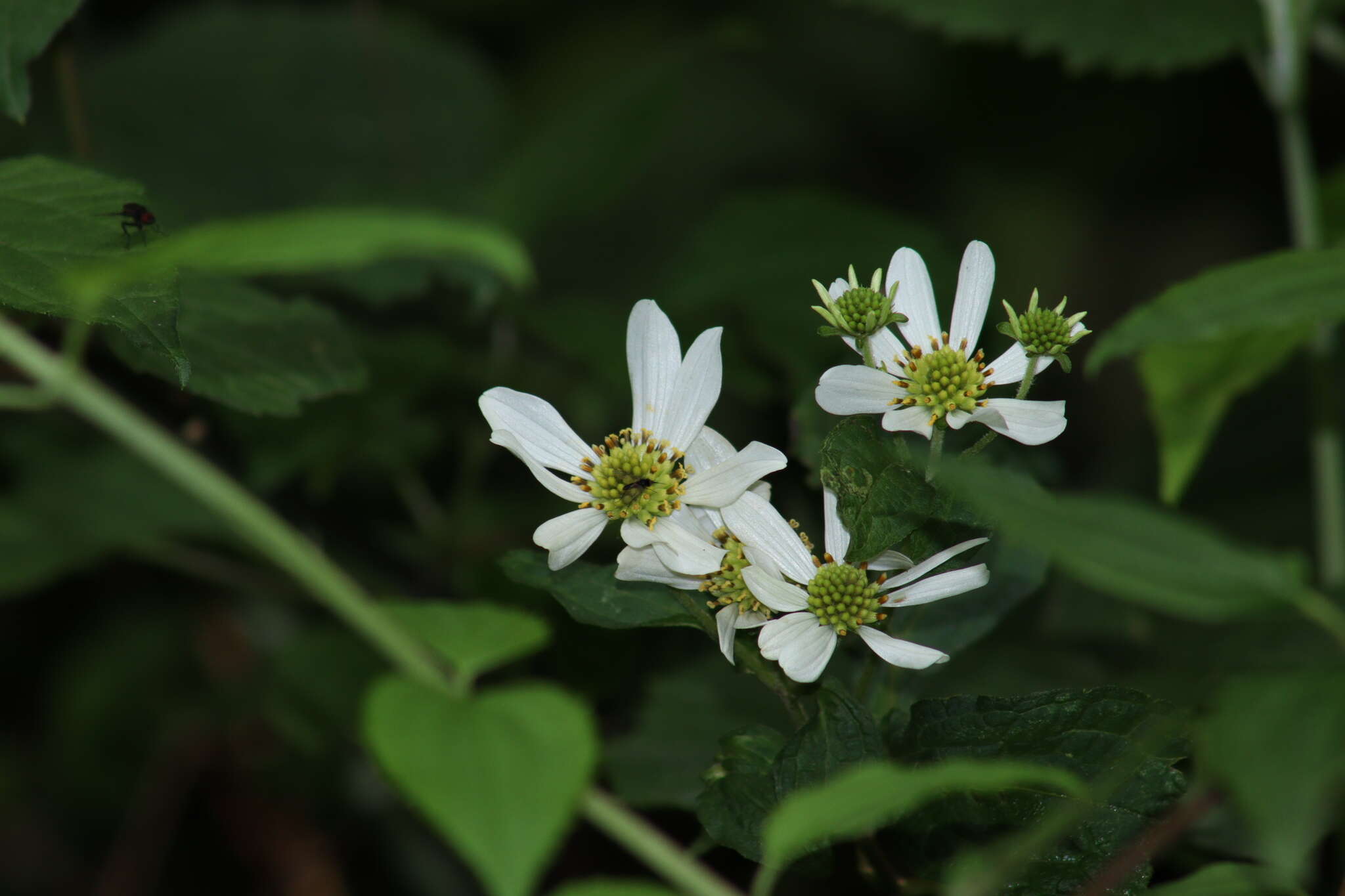 Image of Montanoa frutescens (Mairet ex DC.) Hemsl.