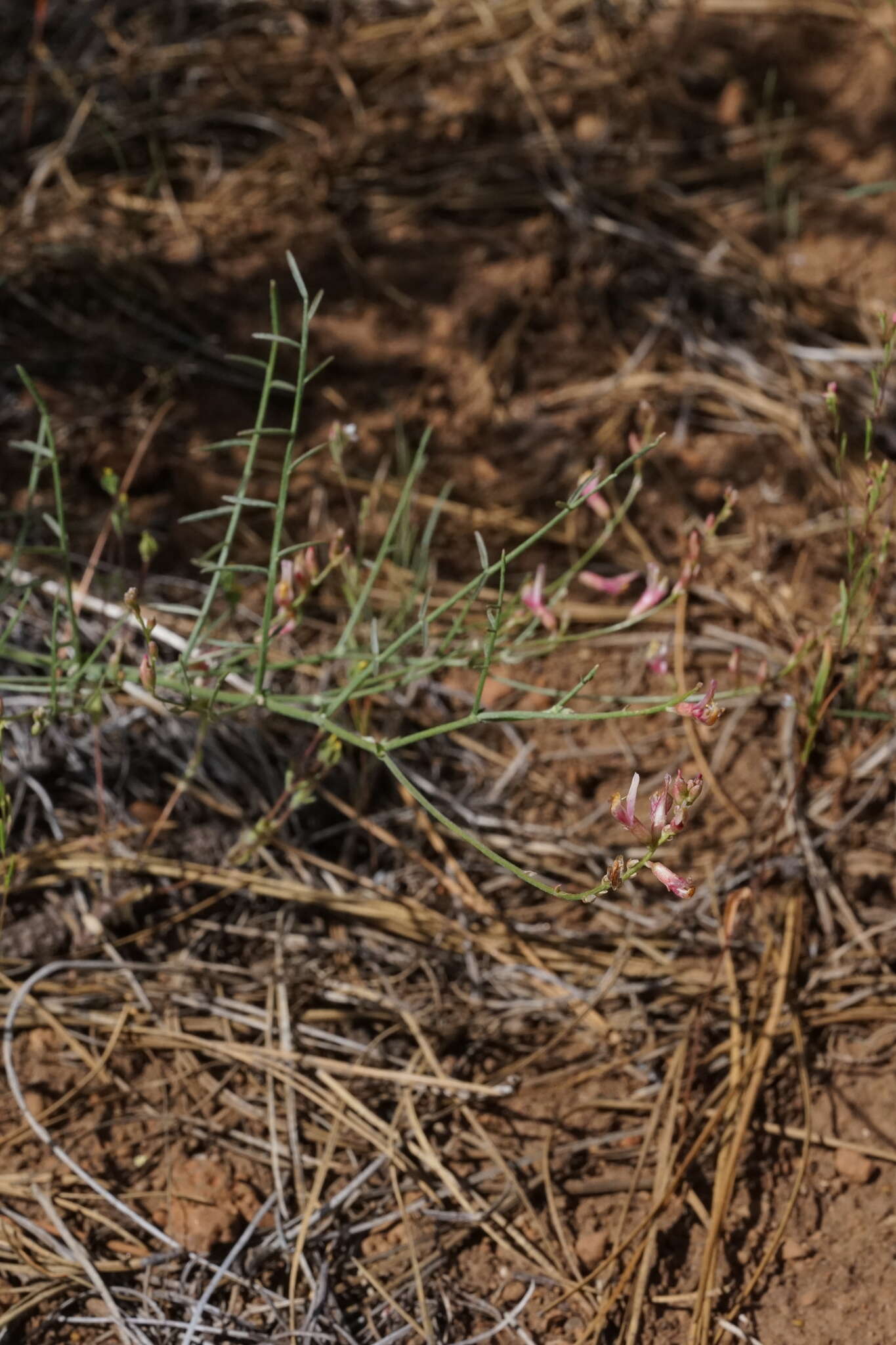 Imagem de Astragalus inversus M. E. Jones