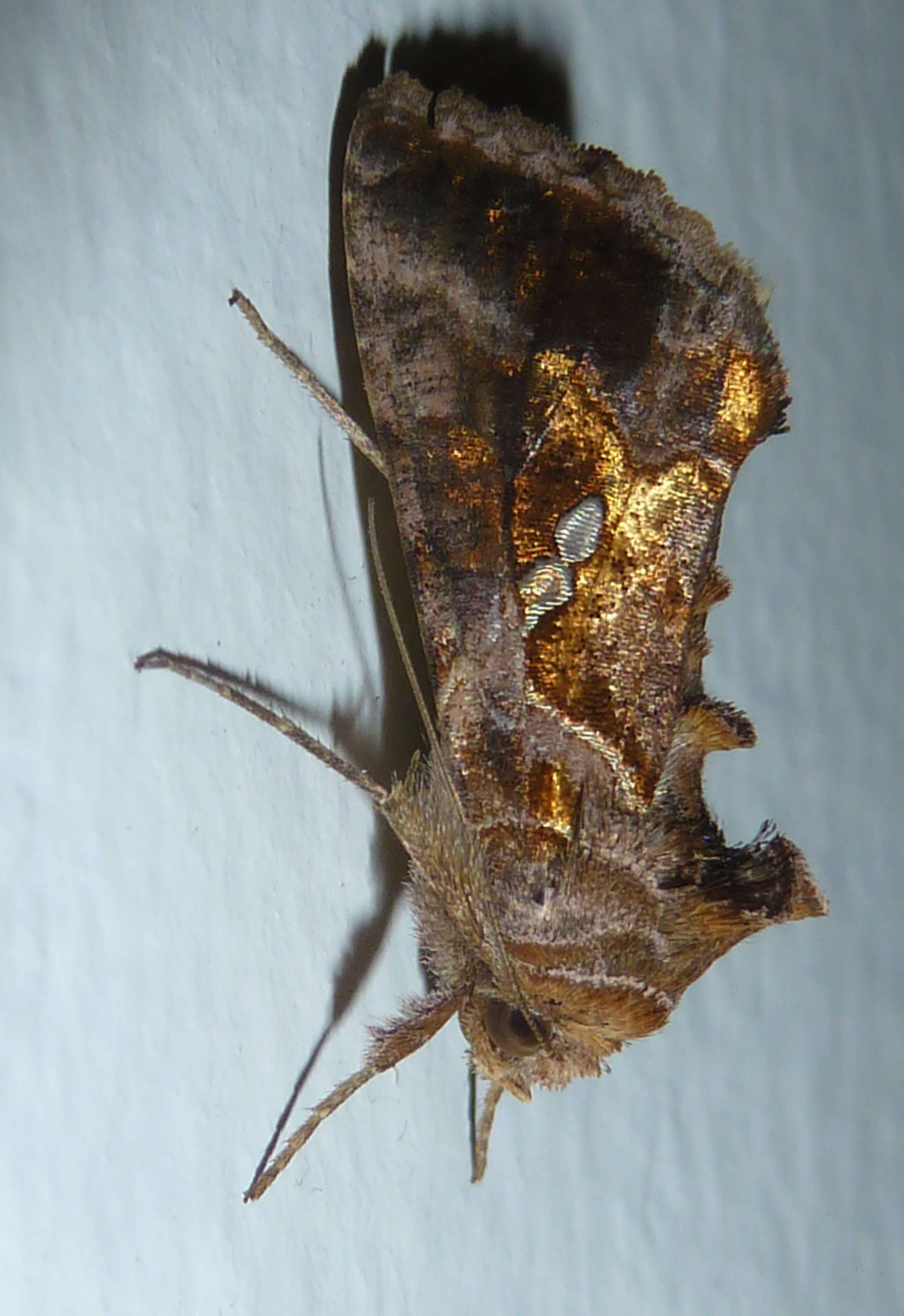 Image of Cutworm