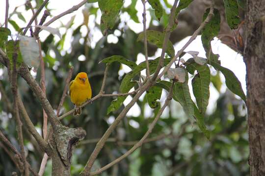 Image of Saffron Finch