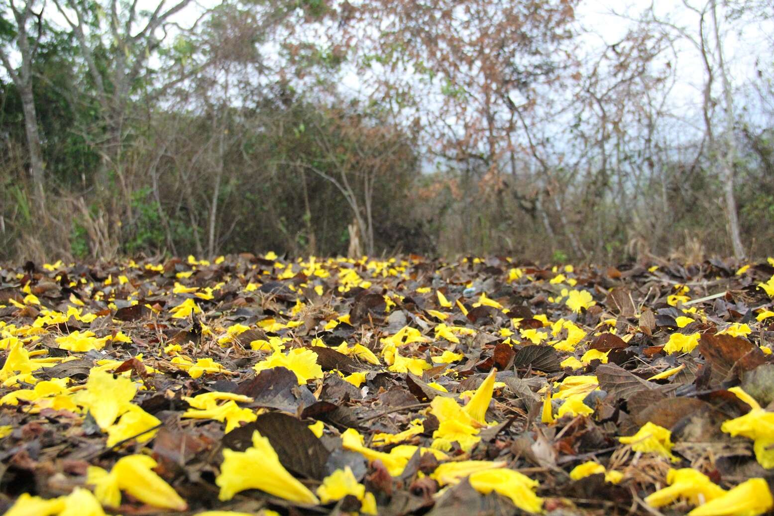 صورة Handroanthus chrysanthus (Jacq.) S. O. Grose