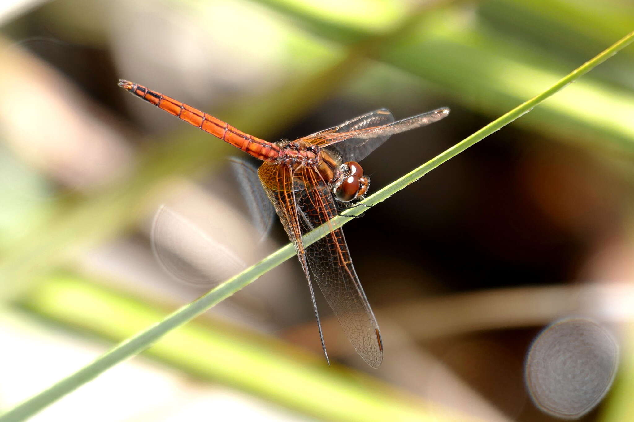 Image of Russet Dropwing