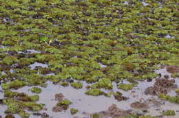 Image of eared watermoss