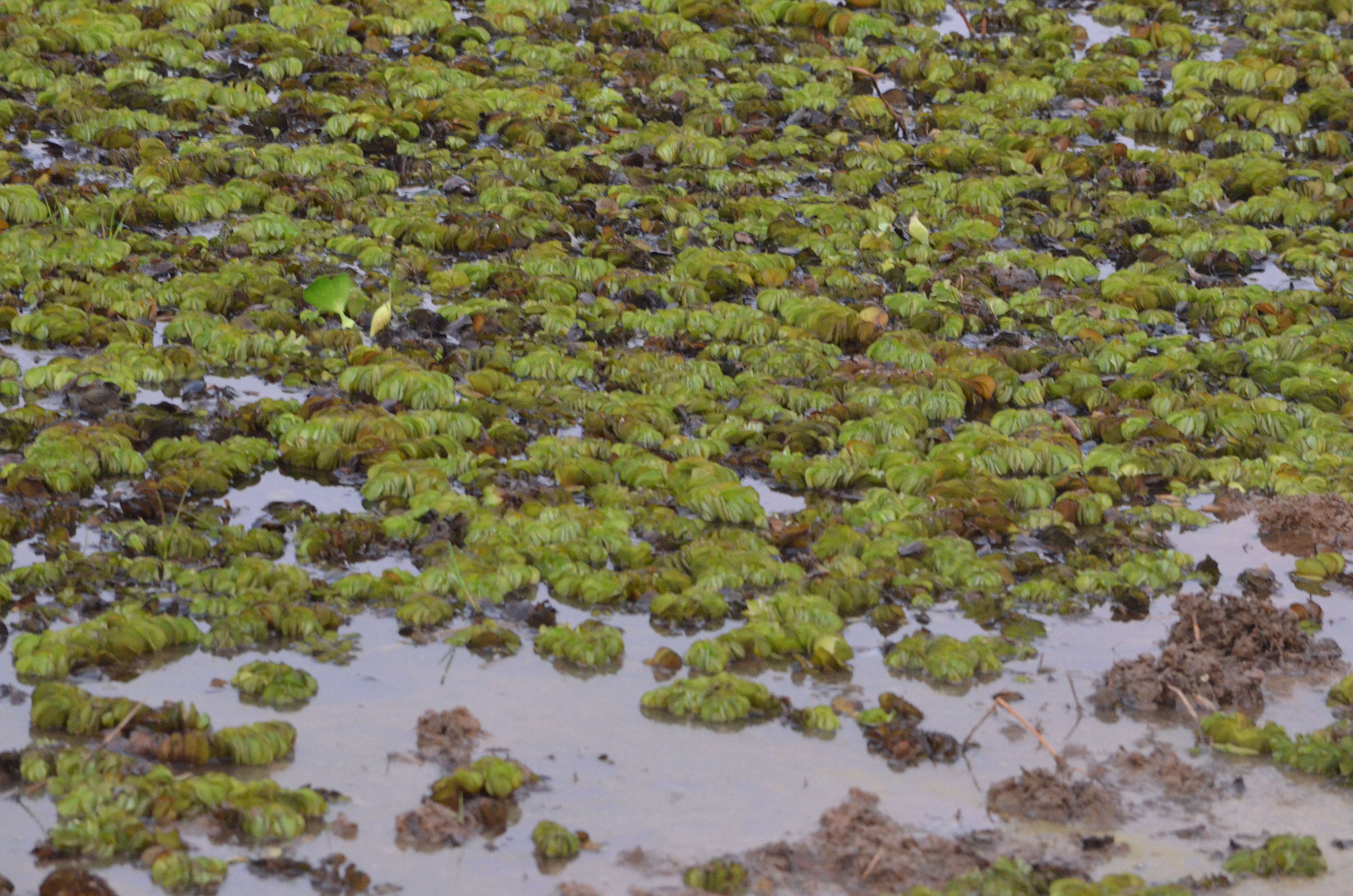 Image of eared watermoss