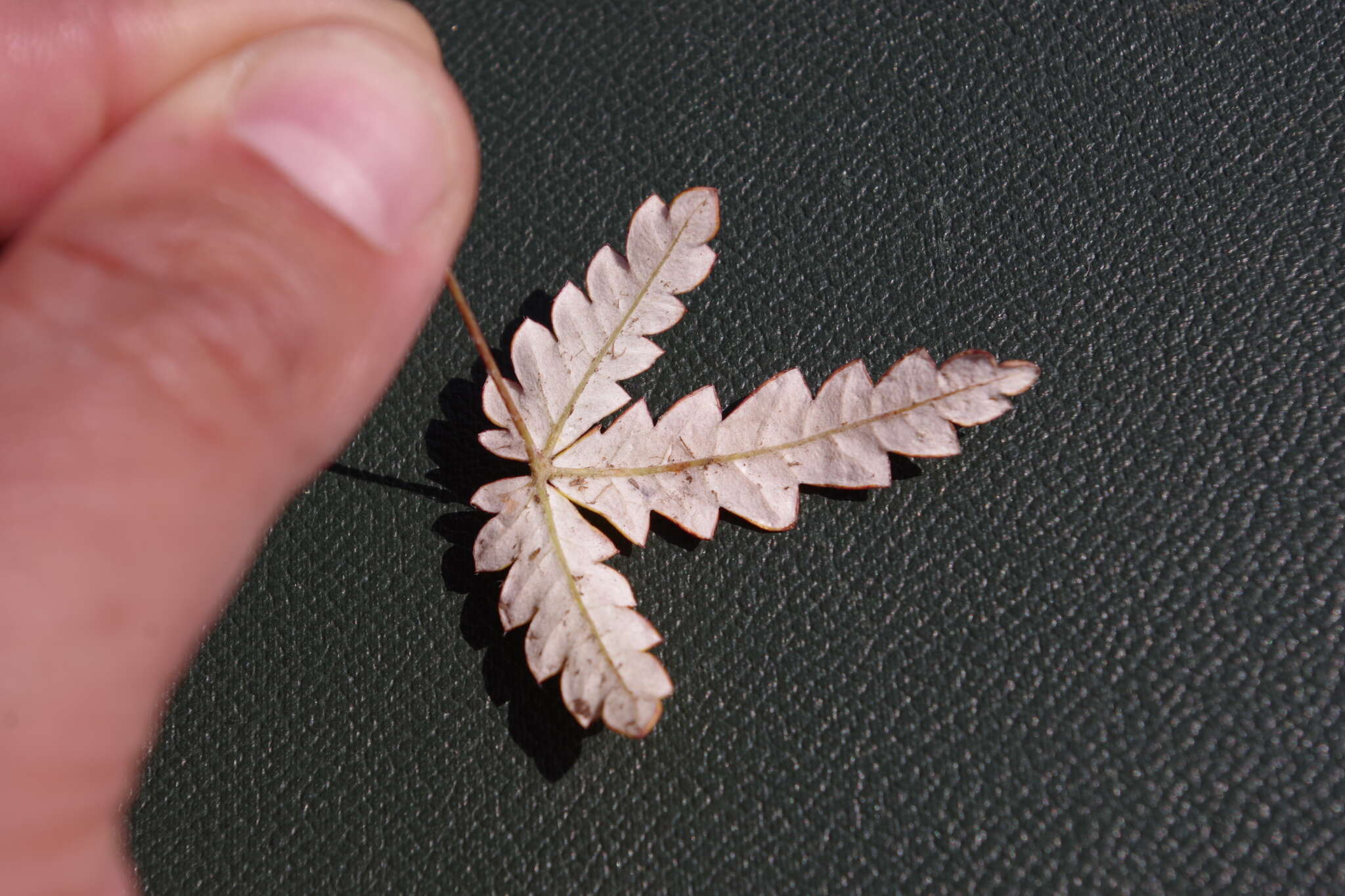 Image of Potentilla leucophylla F. Sauter