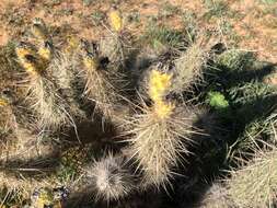 Image of devil's cholla