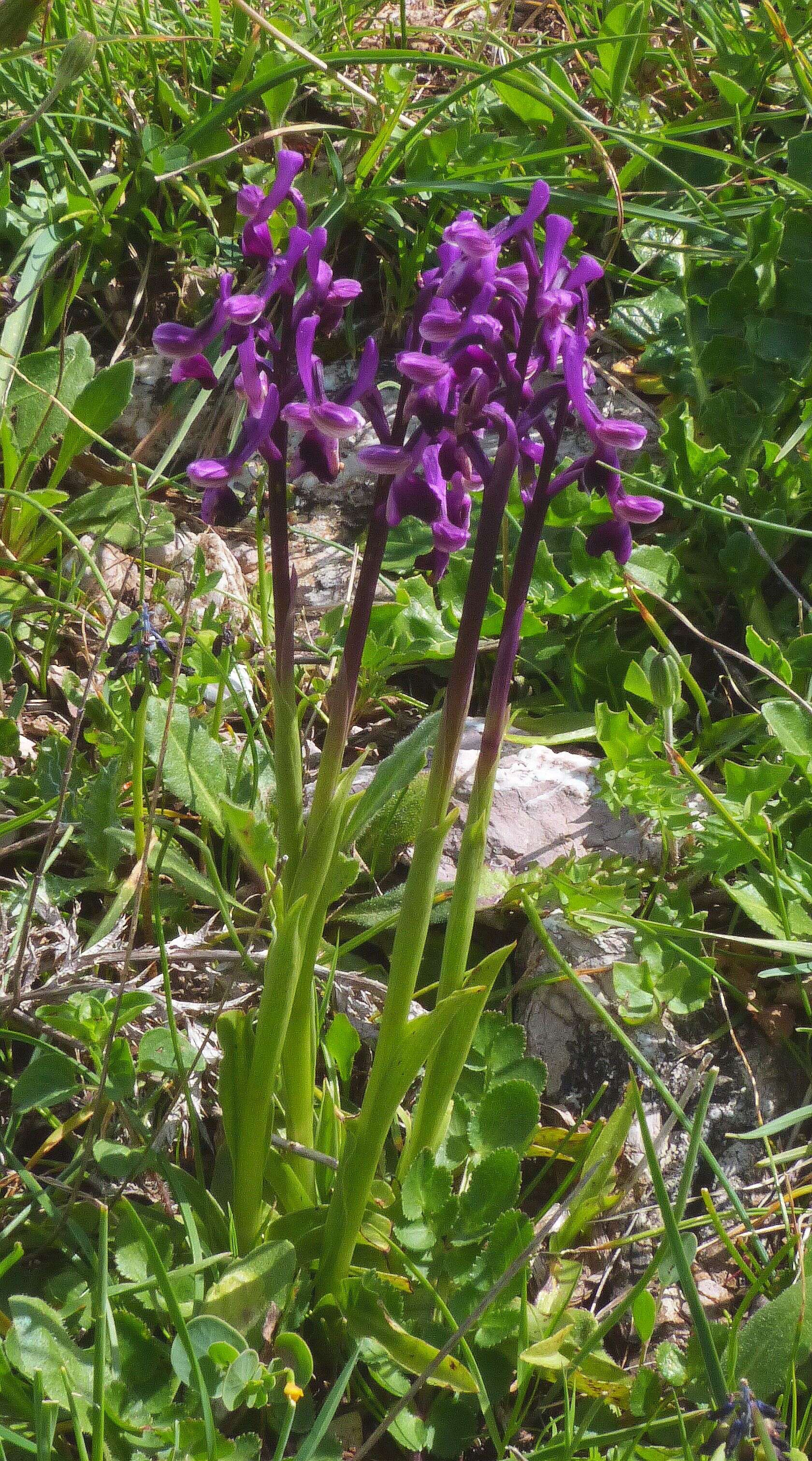 Image of Long-spurred orchid