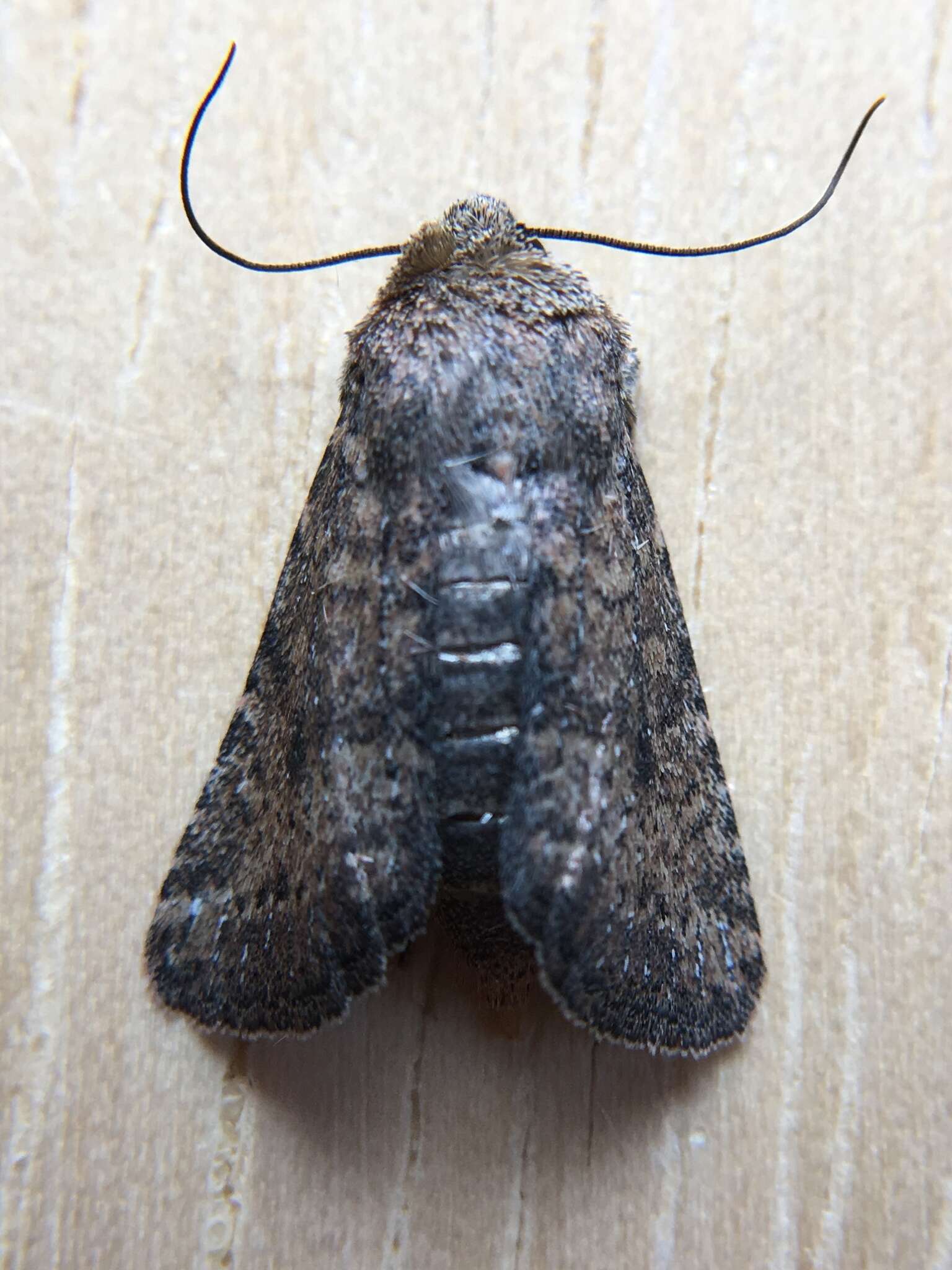 Image of Northern Scurfy Quaker Moth