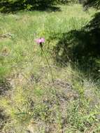 Image de Crupina crupinastrum (Moris) Vis.