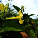 Image of Odontadenia puncticulosa (Richard) Pulle