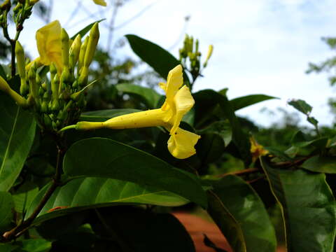 Plancia ëd Odontadenia puncticulosa (Richard) Pulle