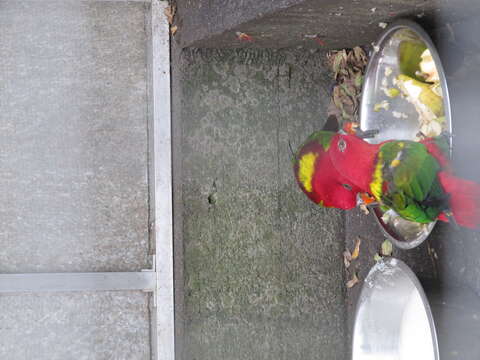 Image of Chattering Lory