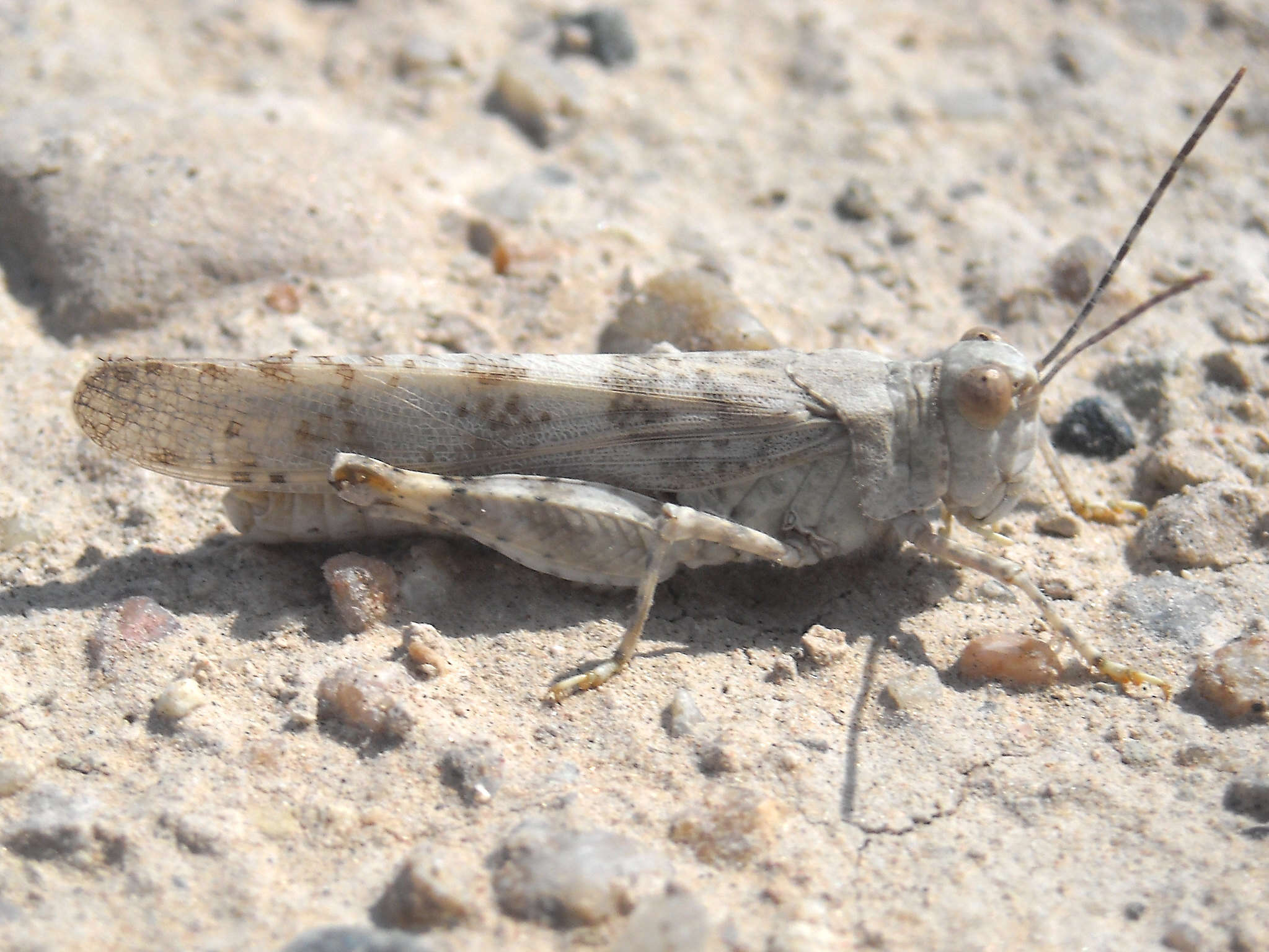 Trimerotropis sparsa (Thomas & C. 1875)的圖片