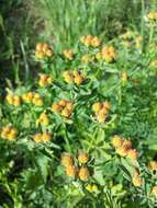 Image of cushion spurge