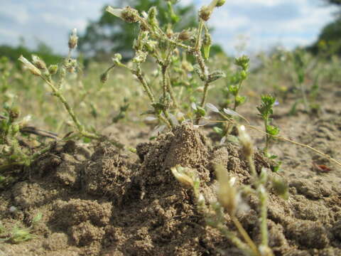 Слика од Cerastium semidecandrum L.