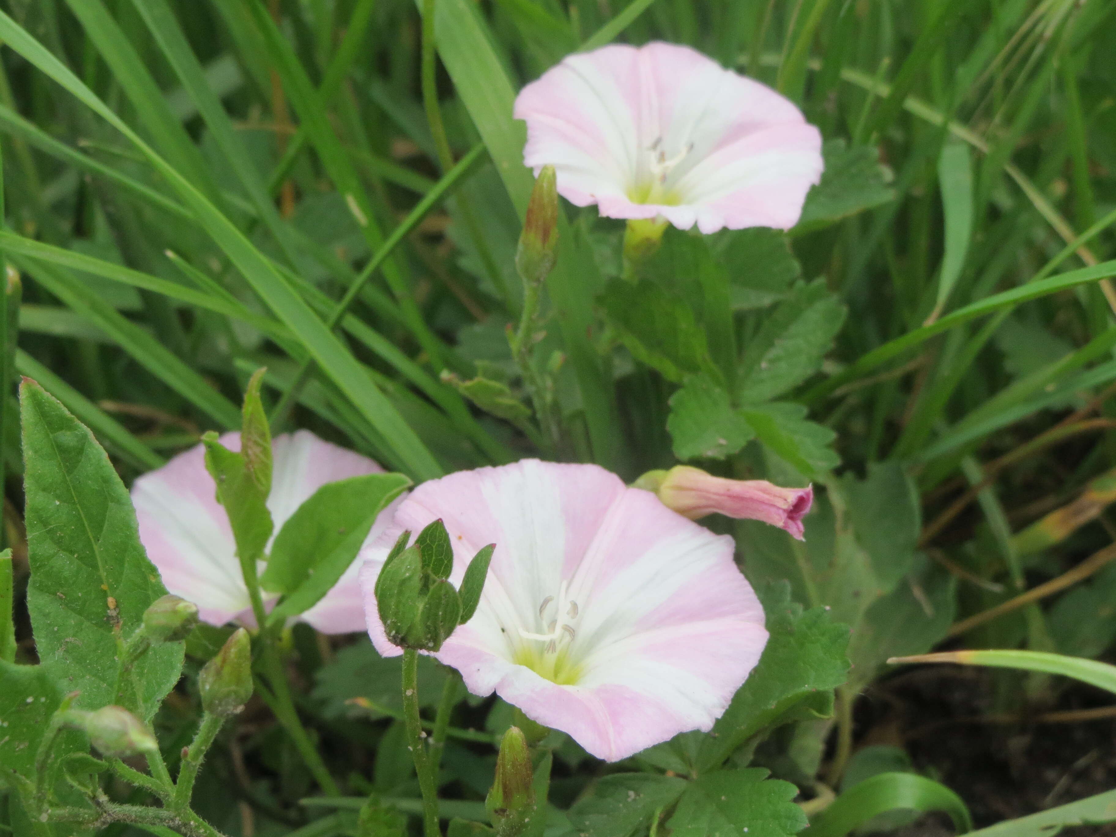 Image of Field Bindweed