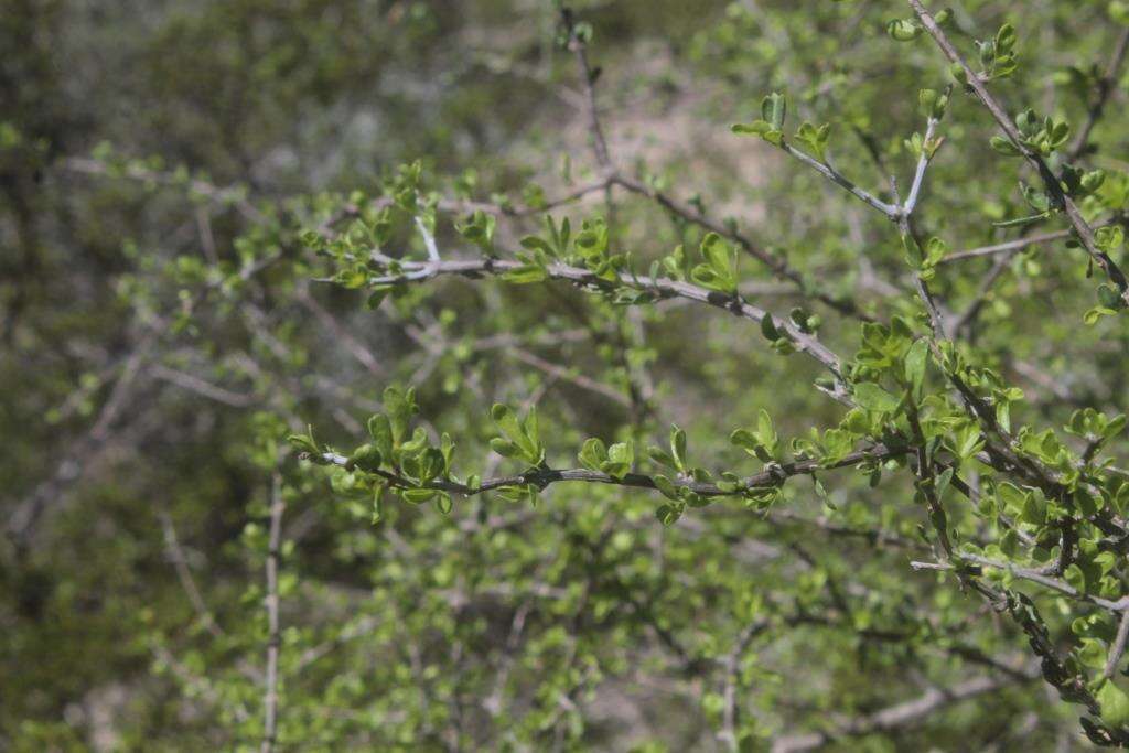 Imagem de Citharexylum brachyanthum (A. Gray ex Hemsl.) A. Gray