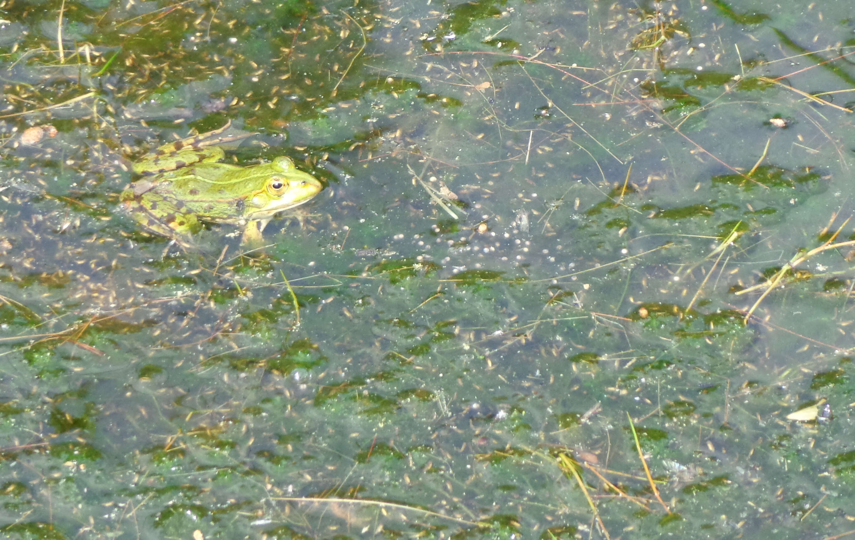 صورة Pelophylax esculentus