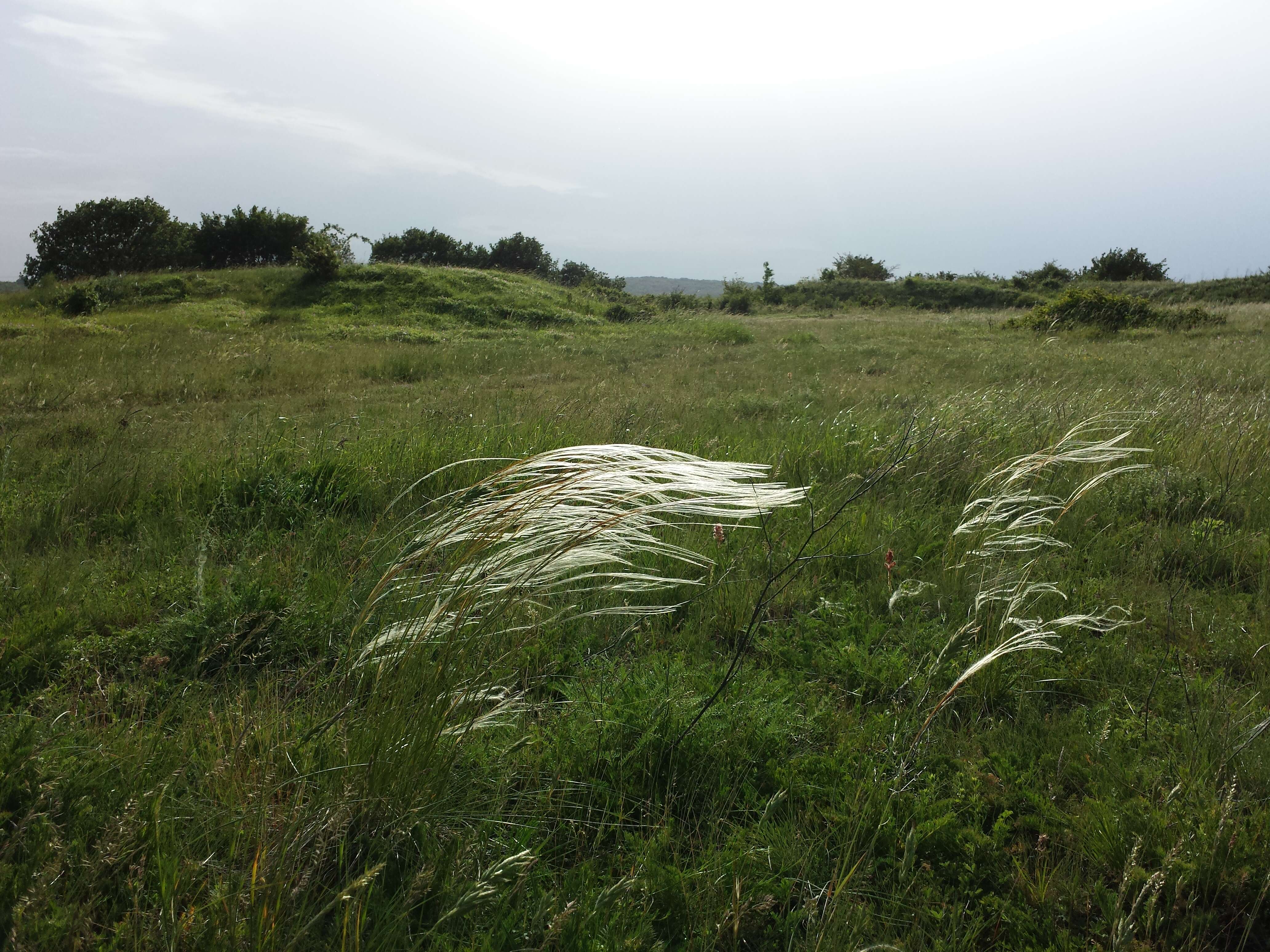 Image of European feather grass