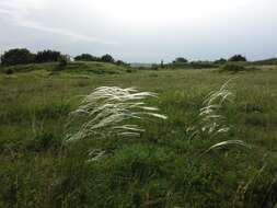 Image of European feather grass