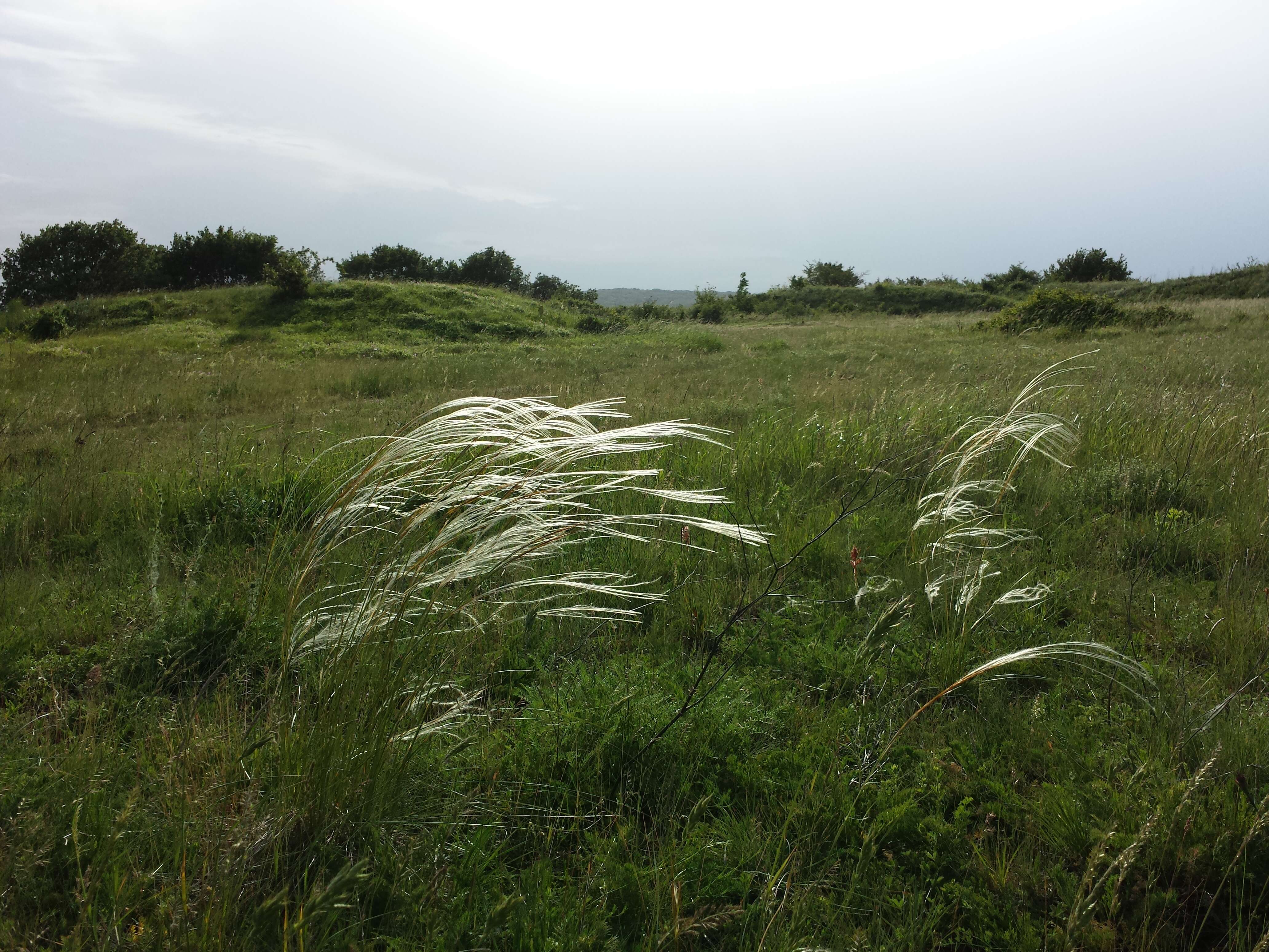 Image of European feather grass