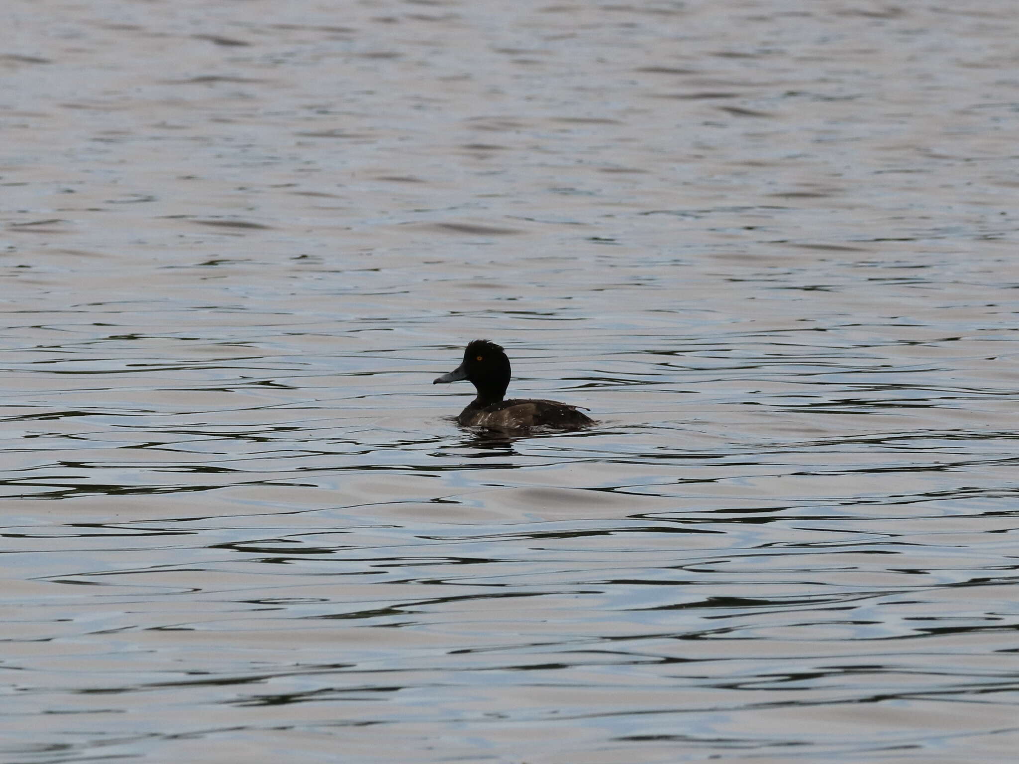 Image of Tufted Duck