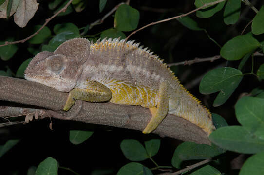 Image of Warty Chameleon