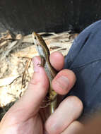 Image of Indian Forest Skink