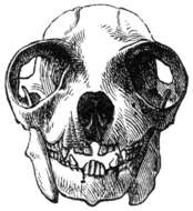 Imagem de Propithecus diadema Bennett 1832