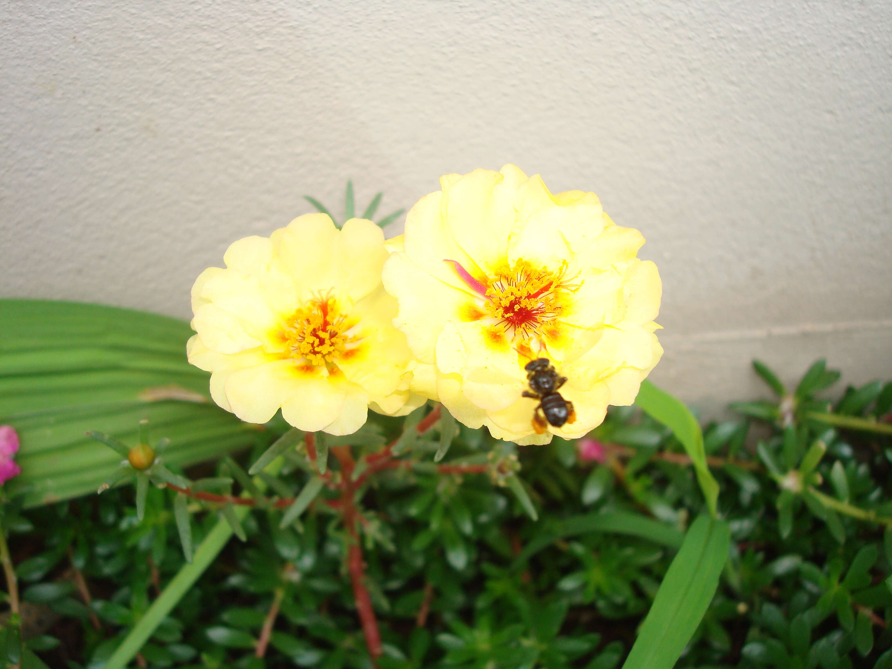 Image of Moss-rose Purslane