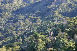 Image of Attalea guacuyule (Liebm. ex Mart.) Zona