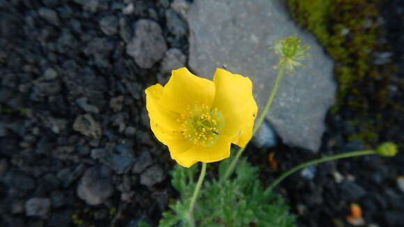 Image of Papaver nudicaule var. microcarpum (DC.)