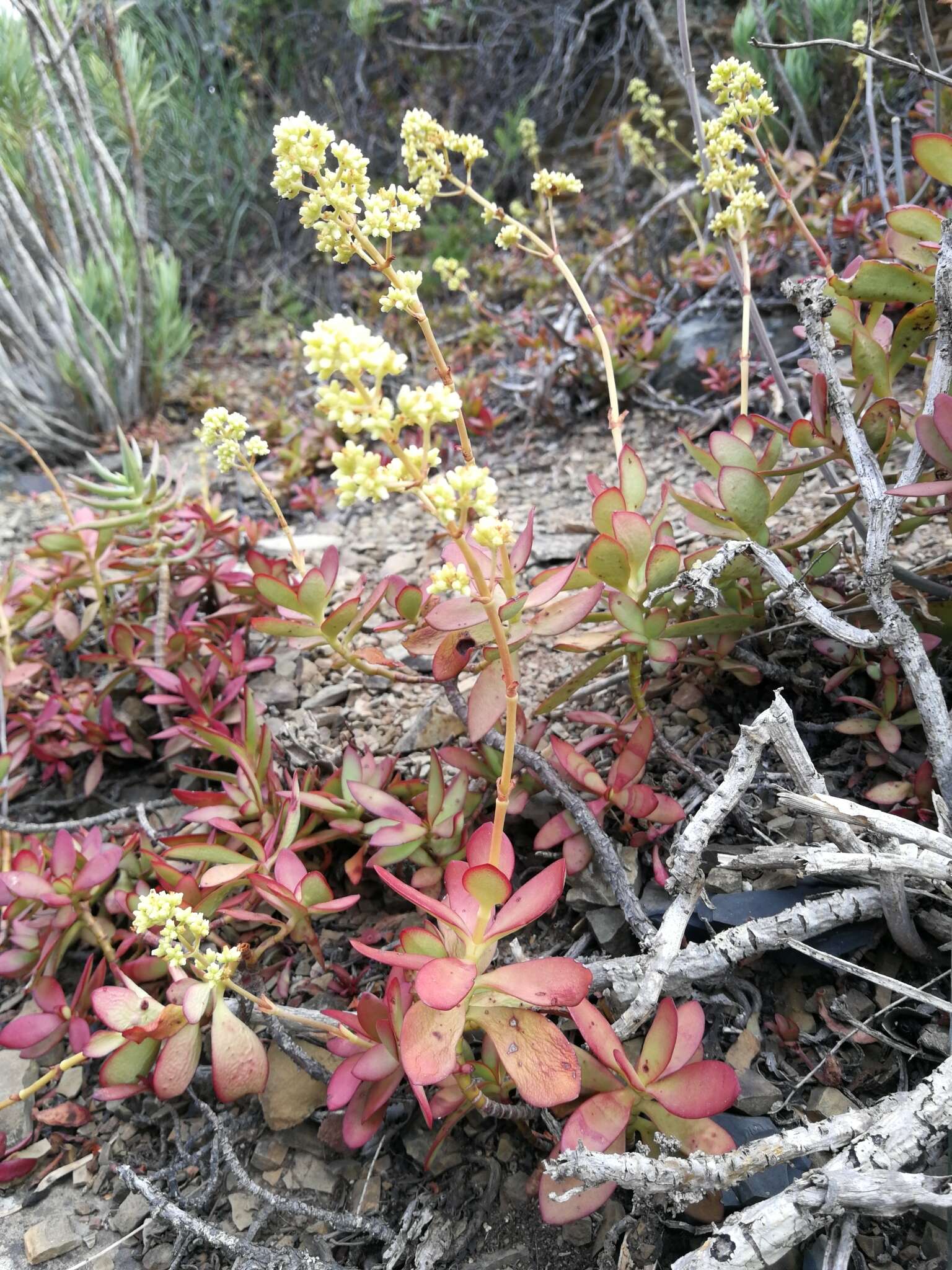 Crassula cultrata L. resmi